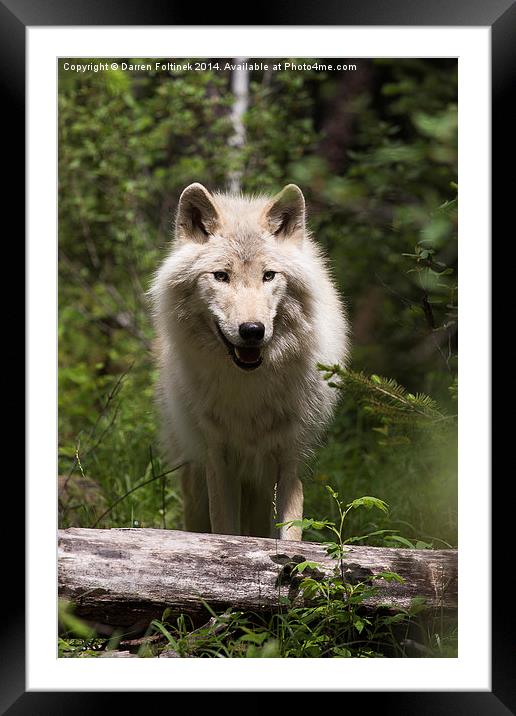 Dave the Wolf Framed Mounted Print by Darren Foltinek