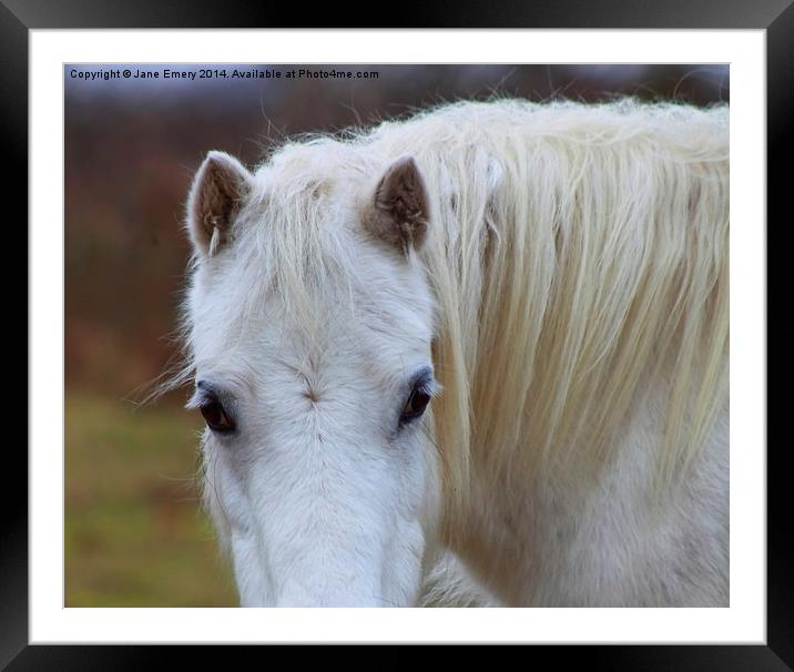  Grey Pony Framed Mounted Print by Jane Emery