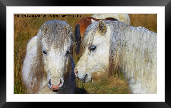  Two Greys Framed Mounted Print by Jane Emery