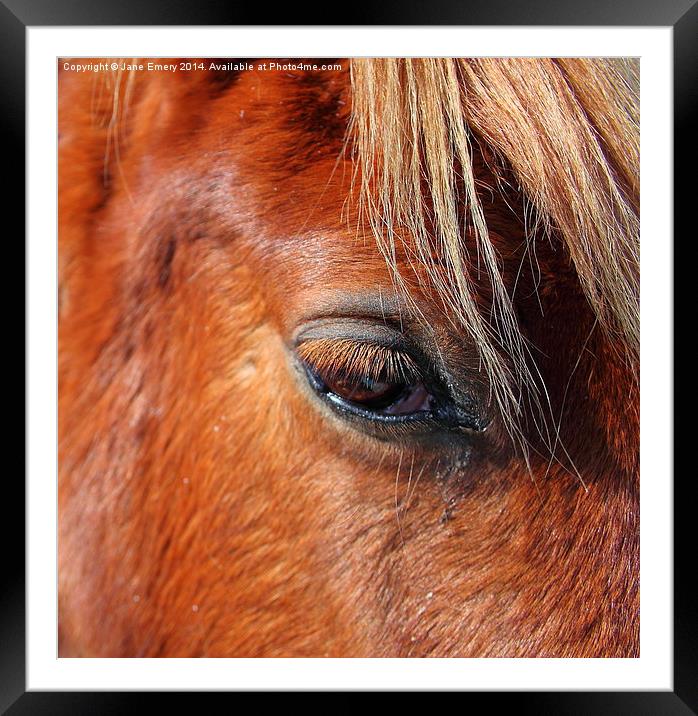  Horse Chestnut Framed Mounted Print by Jane Emery