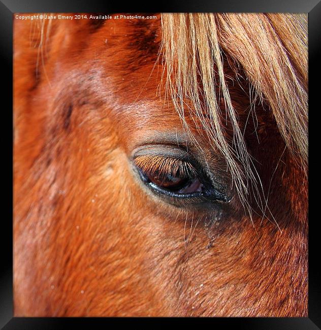  Horse Chestnut Framed Print by Jane Emery