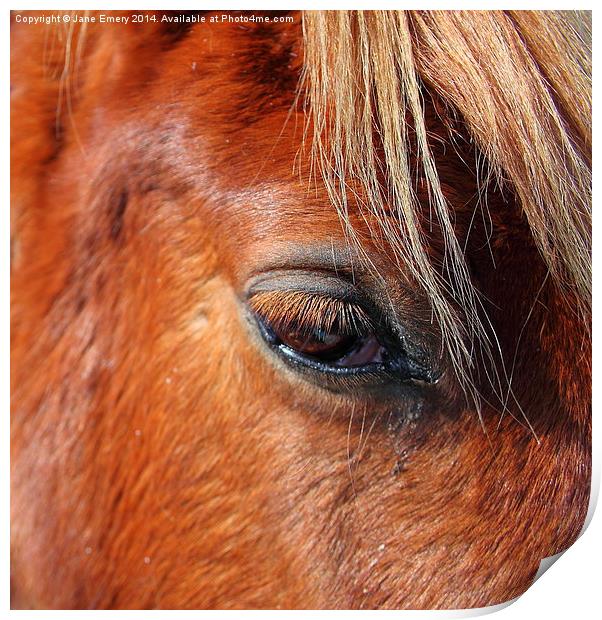  Horse Chestnut Print by Jane Emery