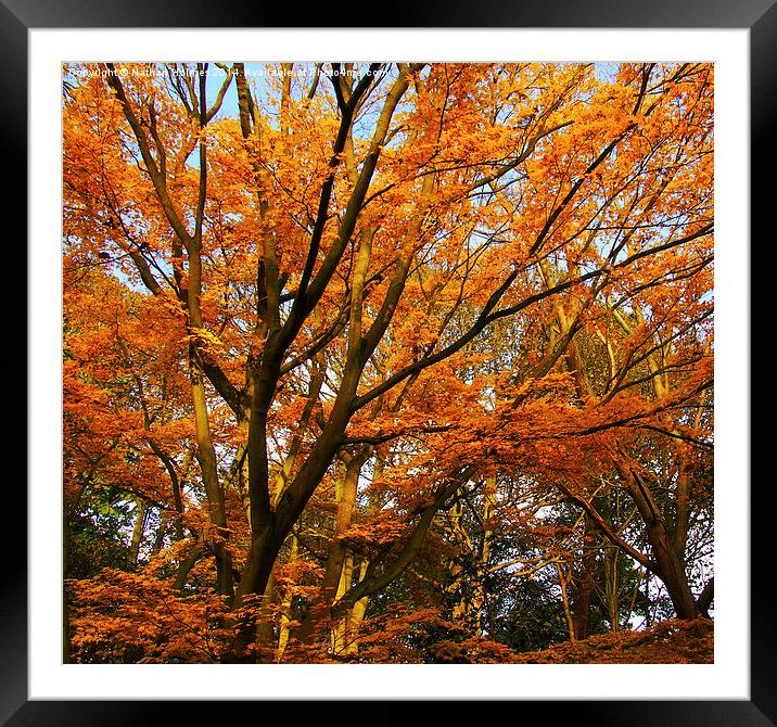  Autumn in Norfolk Framed Mounted Print by Nathan Holmes