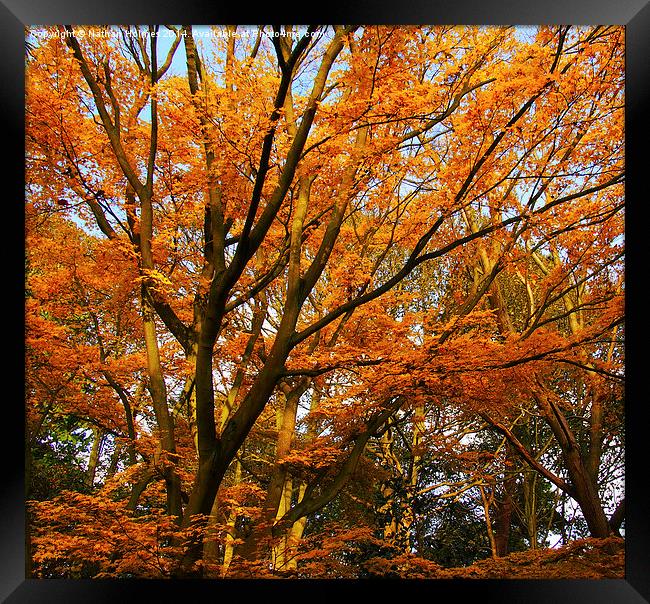  Autumn in Norfolk Framed Print by Nathan Holmes