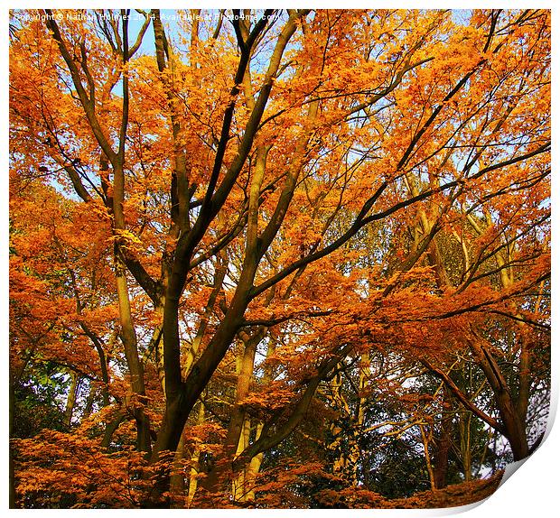  Autumn in Norfolk Print by Nathan Holmes