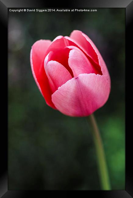  The Lone Tulip Framed Print by David Siggers