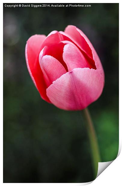  The Lone Tulip Print by David Siggers