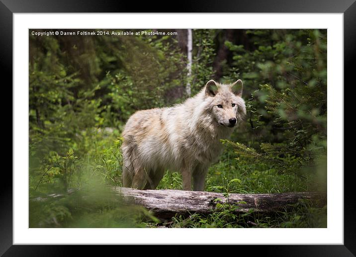 Dave the Wolf in the forest Framed Mounted Print by Darren Foltinek