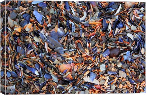  Muscle Shells Canvas Print by Jane Emery