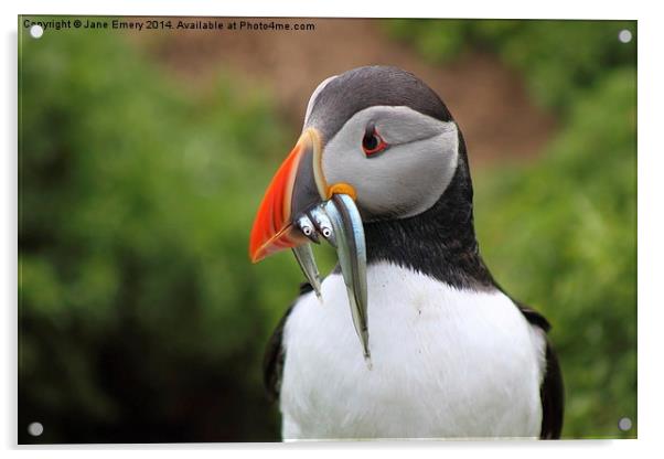 Puffin Acrylic by Jane Emery