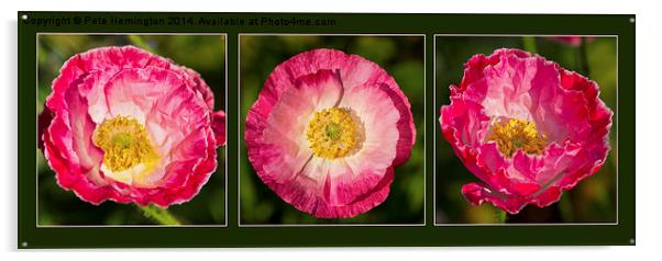  Poppy triptych Acrylic by Pete Hemington
