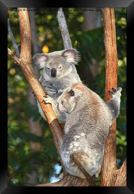 Koalas Framed Print by Carole-Anne Fooks