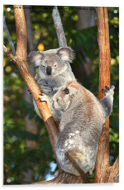  Koalas Acrylic by Carole-Anne Fooks