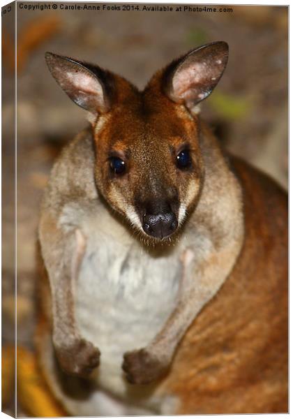  Red-Necked Pademelon Canvas Print by Carole-Anne Fooks