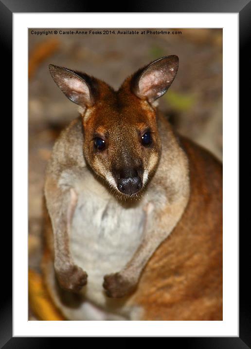  Red-Necked Pademelon Framed Mounted Print by Carole-Anne Fooks