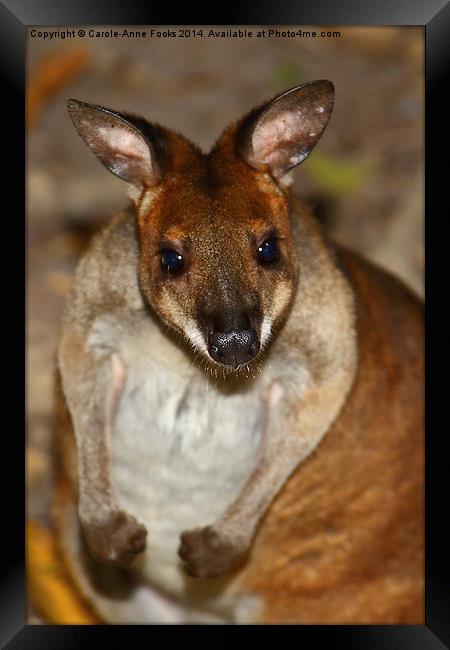  Red-Necked Pademelon Framed Print by Carole-Anne Fooks