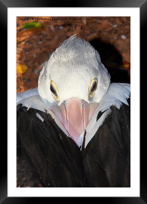  Pelican Portrait Framed Mounted Print by Carole-Anne Fooks