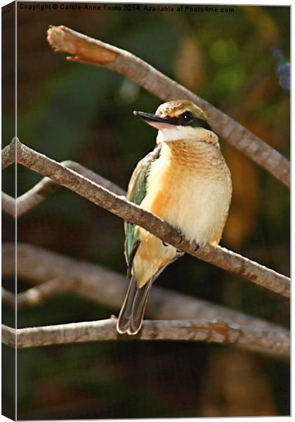  Sacred Kingfisher Canvas Print by Carole-Anne Fooks
