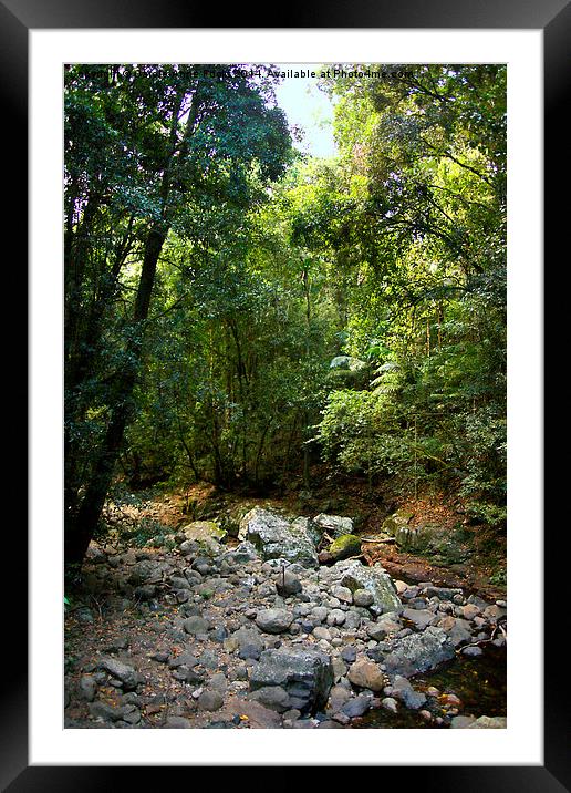  Creek in Springbrook National Park Framed Mounted Print by Carole-Anne Fooks