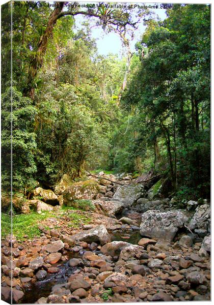  Creek in Springbrook National Park Canvas Print by Carole-Anne Fooks