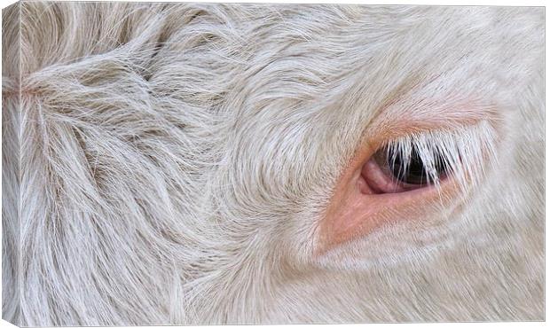 Cow's Eye Lash Canvas Print by rawshutterbug 