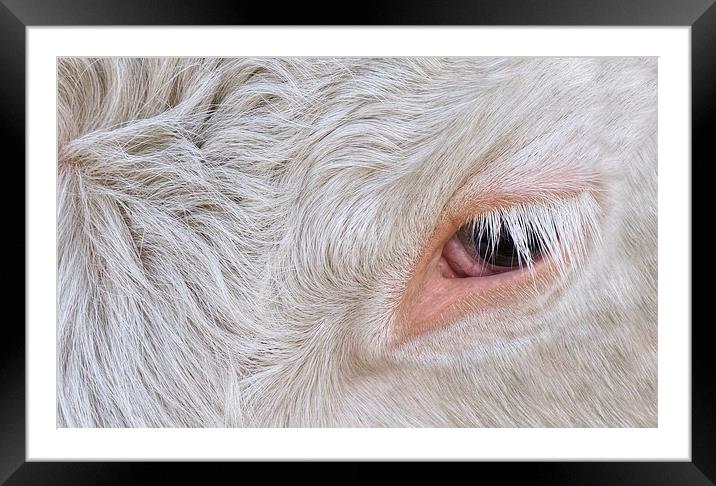 Cow's Eye Lash Framed Mounted Print by rawshutterbug 