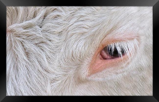 Cow's Eye Lash Framed Print by rawshutterbug 