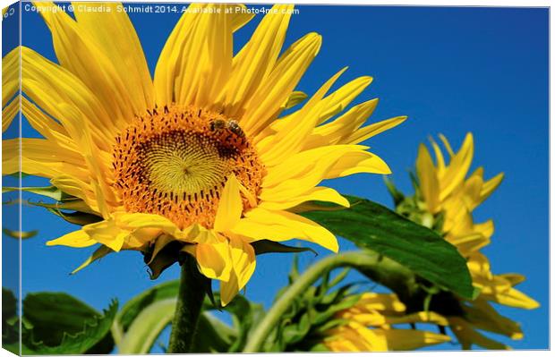  Sunflowers Canvas Print by Claudia  Schmidt