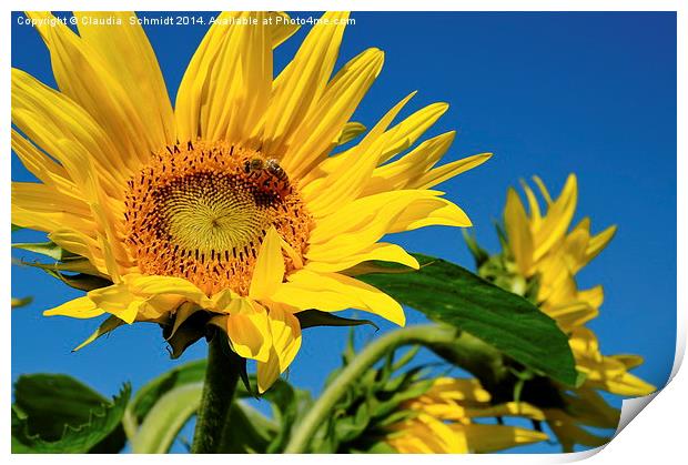  Sunflowers Print by Claudia  Schmidt