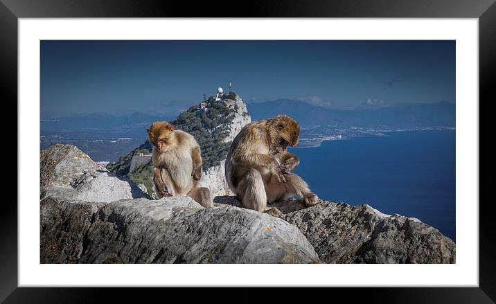  Gibralta barbary apes Framed Mounted Print by Leighton Collins