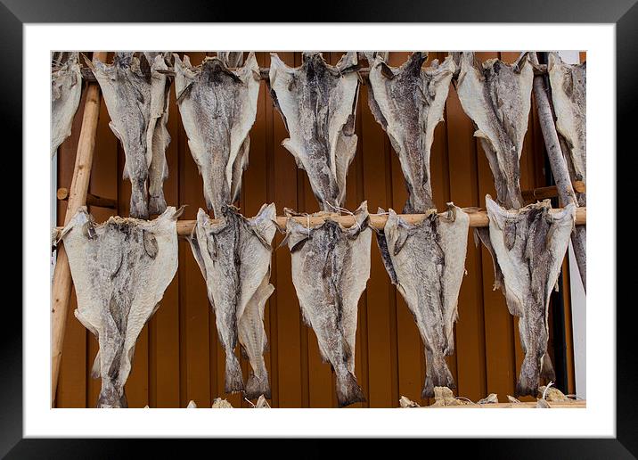 Dry fish in Hamnoy, Lofoten Framed Mounted Print by Thomas Schaeffer