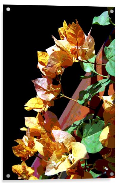  Colorful Bougainvillea  Acrylic by james balzano, jr.