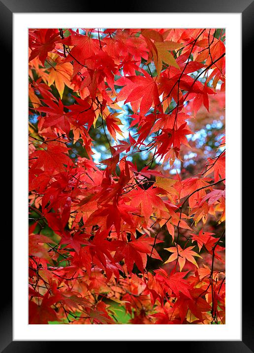 Maple leaves in the autumn Framed Mounted Print by Jonathan Evans