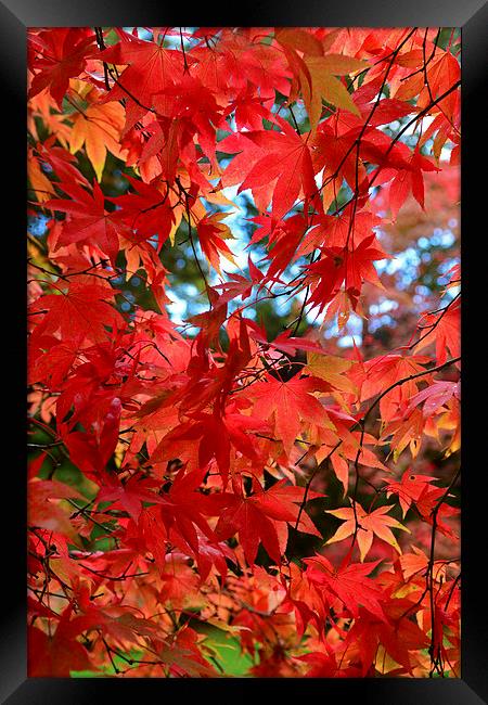 Maple leaves in the autumn Framed Print by Jonathan Evans