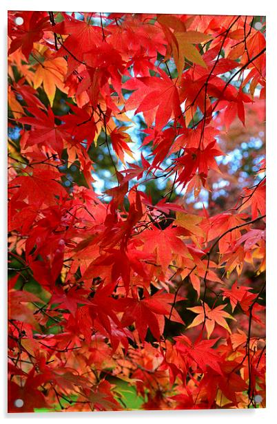 Maple leaves in the autumn Acrylic by Jonathan Evans