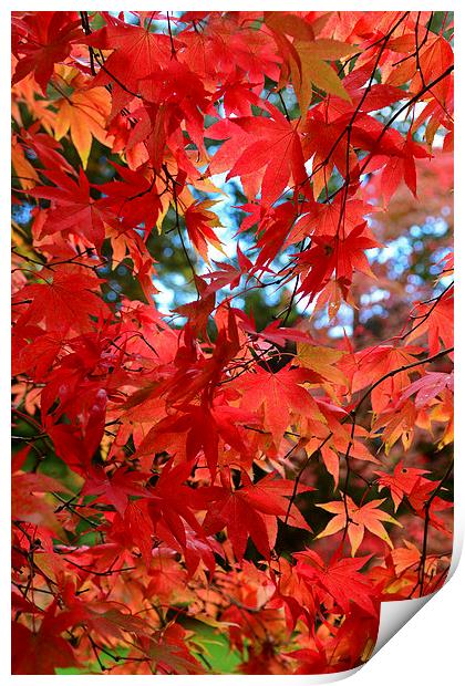 Maple leaves in the autumn Print by Jonathan Evans