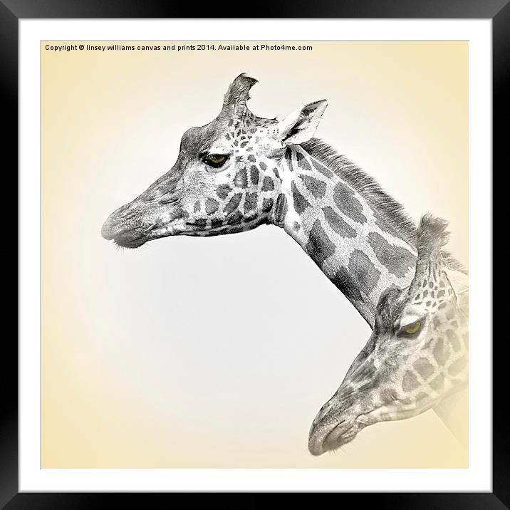  Giraffes With A Hint Of Colour Framed Mounted Print by Linsey Williams