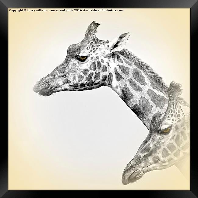  Giraffes With A Hint Of Colour Framed Print by Linsey Williams