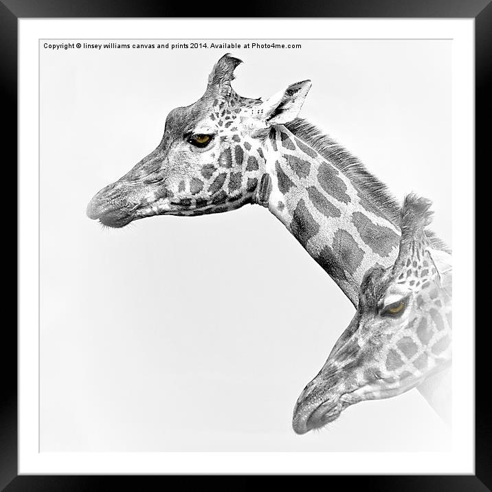  Two Giraffes Framed Mounted Print by Linsey Williams