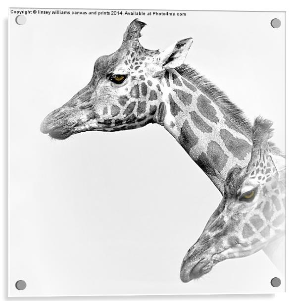  Two Giraffes Acrylic by Linsey Williams
