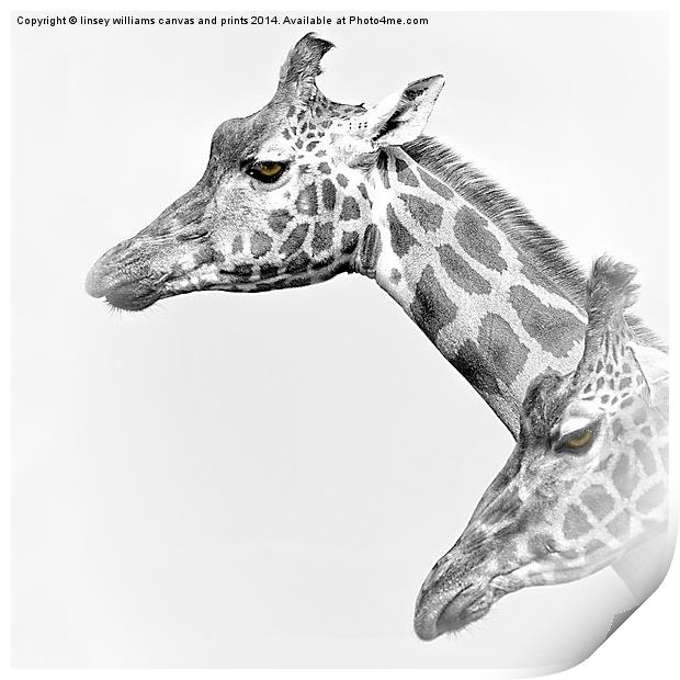  Two Giraffes Print by Linsey Williams