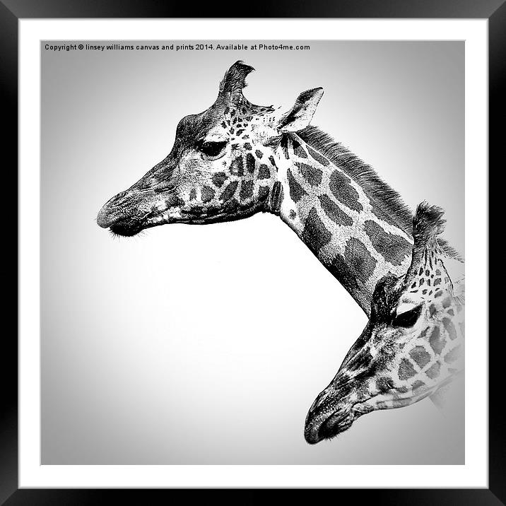  Giraffes In Black And White Framed Mounted Print by Linsey Williams