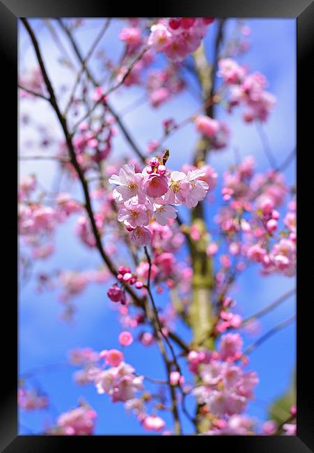 Springtime Blossom  Framed Print by Jonathan Evans