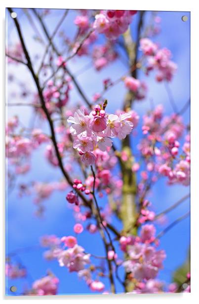 Springtime Blossom  Acrylic by Jonathan Evans
