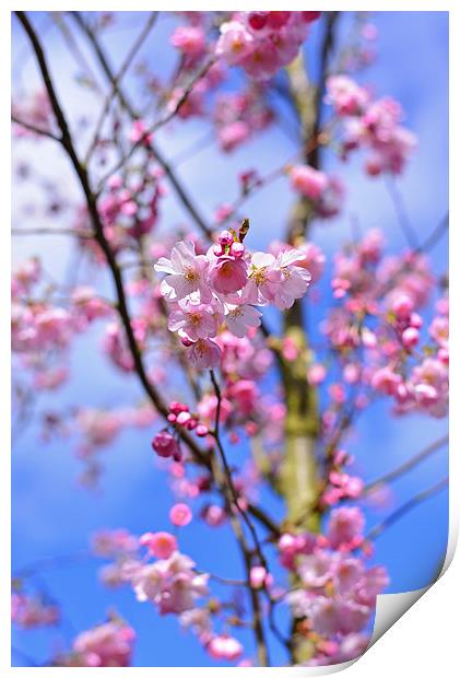 Springtime Blossom  Print by Jonathan Evans