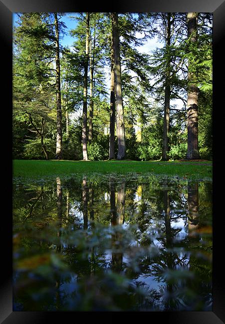 Trees and reflection in a puddle Framed Print by Jonathan Evans