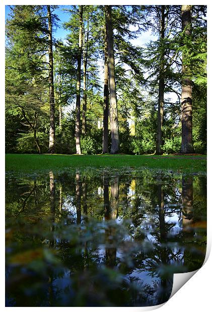 Trees and reflection in a puddle Print by Jonathan Evans