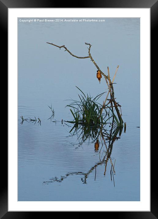 Kingfisher Dives in Framed Mounted Print by Paul Brewer