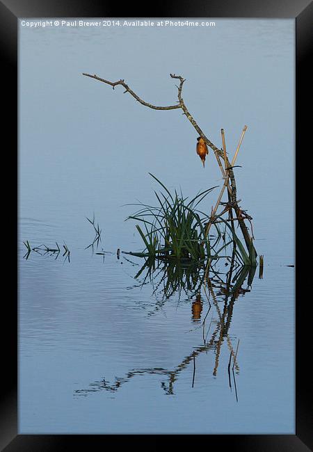 Kingfisher Dives in Framed Print by Paul Brewer