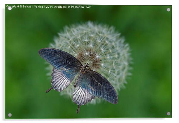  Blue Butterfly Acrylic by Bahadir Yeniceri